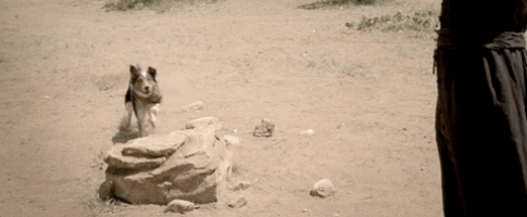 in a valley of violence GIF by FocusWorld