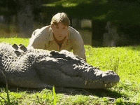 Steve Irwin Reptiles GIF by giphydiscovery