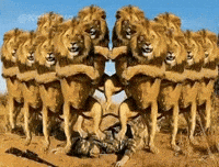 Lion GIF