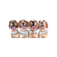 Beagle Sticker