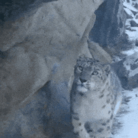 SnowLeopardConservancy snow leopard bigcat trailcam GIF