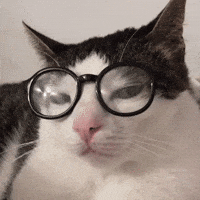 Cat Glasses GIF