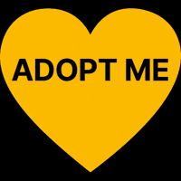 Tierschutz Adopt GIF by TASSO e.V.