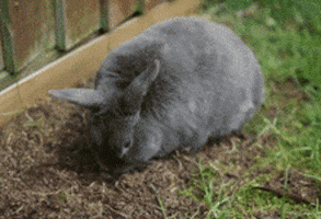 Bunny Rabbit GIF