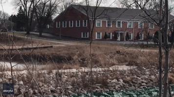 Stags Chase Doe Around River in Green Bay Suburb