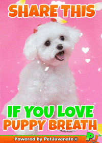 Puppy Love You Pj Petjuvenate GIF by PetJuvenate - PJ