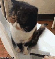 Happy Cat GIF