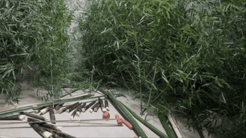 Insight_video giphyupload GIF