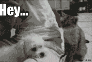 Chappelles Show Cat GIF