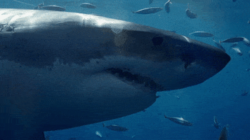 Discovery Greatwhitekillzone GIF by Shark Week