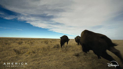 America Running GIF by Nat Geo Wild
