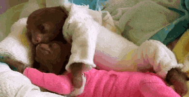 Wildlife gif. Two sloths wearing fuzzy pajamas cuddle each other, lying in bed.