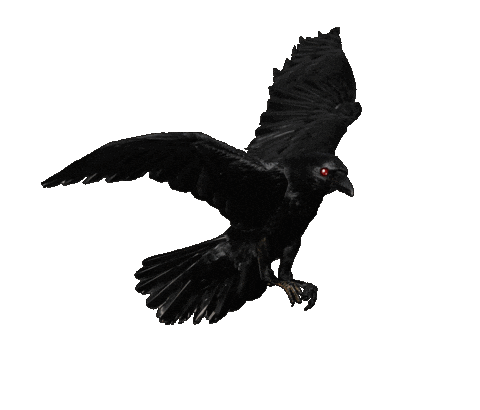 Flapping The Crow Sticker by David Firth