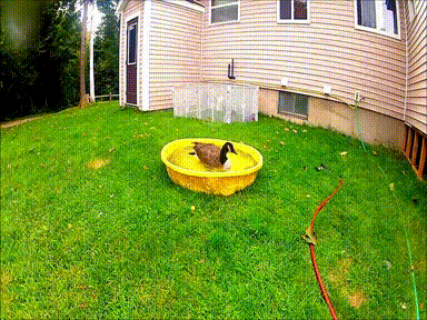 goose pools GIF by Cheezburger