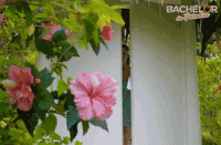 GIF by BachelorInParadiseAU
