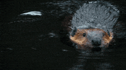 Biology Alaska GIF by PBS Digital Studios