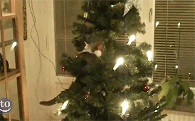 trees GIF