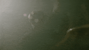 Alternative Rock Pop Punk GIF by Grayscale