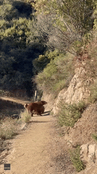 Runner Faces Off With Bears on California Hiking Trail