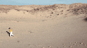 sub pop freedom GIF by Sub Pop Records
