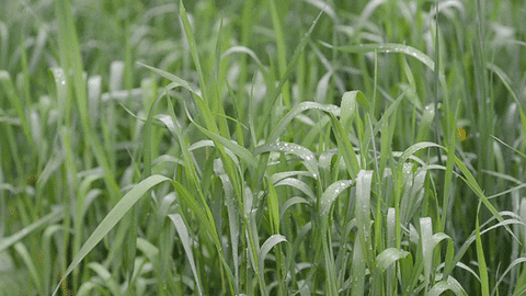rain grass GIF