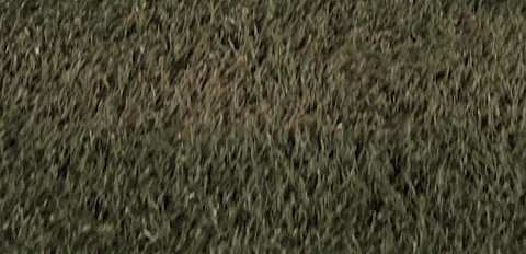 Womens Lacrosse GIF by Lafayette Leopards