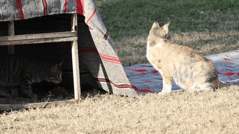 Newszii giphyupload cat catmememadness purrfectlyhilarious GIF