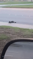 Mother Skunk Tries to Lead Babies Across Busy Texas Road