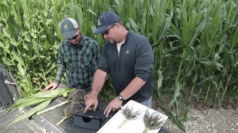 channelseed giphyupload agriculture farmer corn GIF