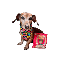 Lucky Charms Daschund Sticker by Geekster Pets