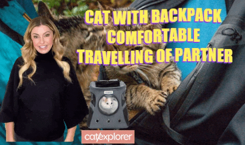 harnessbiner giphygifmaker giphyattribution pets petsupplies cats catwithbackpak catsupplies travelwithcat catbackpack GIF