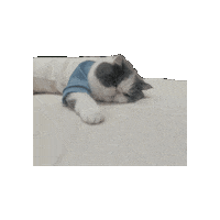 Sleepy Cat Sticker by In.decide