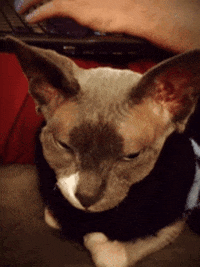 hairless cat GIF