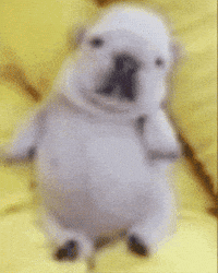 Pvydrow meme dog puppy explosion GIF