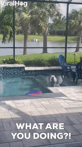 English Bulldog Soaks in Swimming Pool
