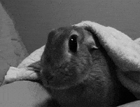 black and white rabbits GIF