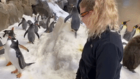 Aquarium Staff Show Bond with Penguins on International Day of Friendship