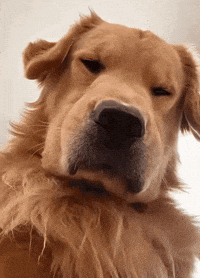 Golden Retriever No GIF