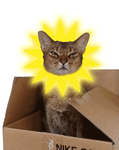 5unday cat summer sun ginger Sticker