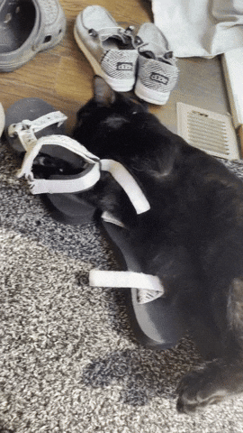 krlyyart krlyy binxcat binxshoe GIF