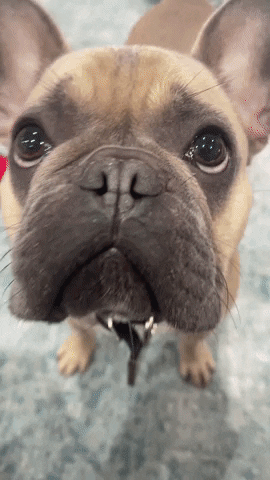 GIF by The Jill Smith Team