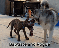 Dogs Puppy GIF by Peninsula Humane Society & SPCA