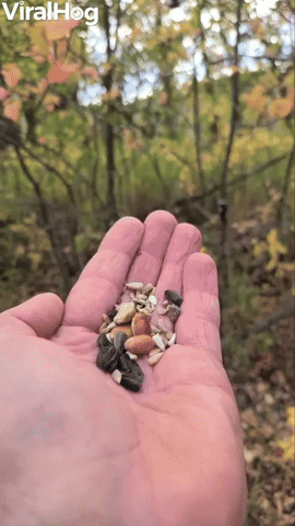 Birds Show Up for Breakfast