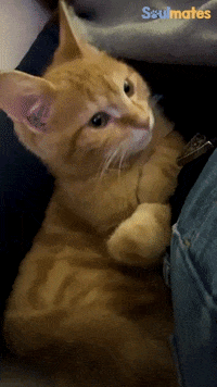 Cute GIF by The Dodo