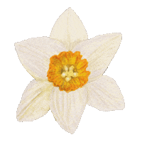 Flower Garden Flowers Sticker