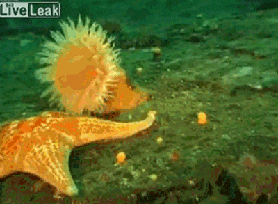sea GIF