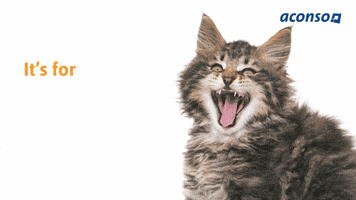 Cats Sale GIF by aconso AG
