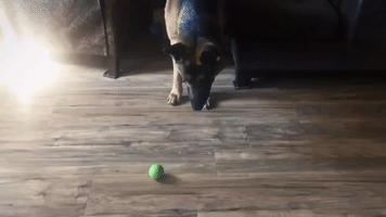 German Shepherd Learns to Play Fetch By Himself