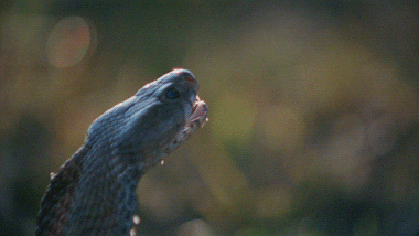 cobra venom GIF