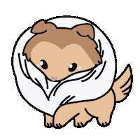Dog Collie Sticker